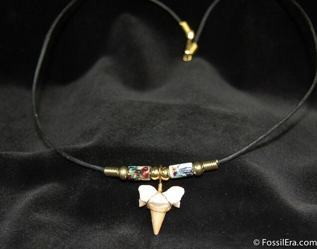 Fossil Shark Tooth Necklace #609